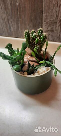 Композиции в кашпо, хавортии