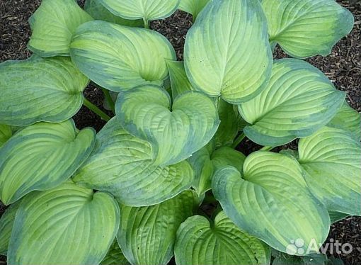 Хоста сорт Амброзия