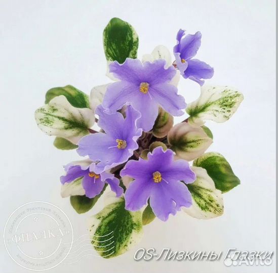 Фиалки сортовые разные,роза садовая