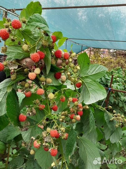 Саженцы малины и ежевики