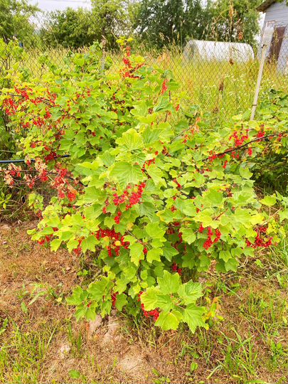 Дача 22,5 м² на участке 6,7 сот.