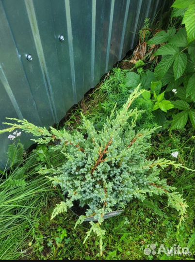 Можжевельник