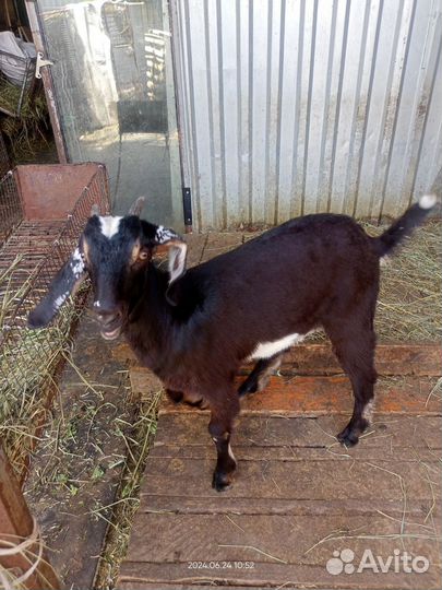 Козочка нубийская