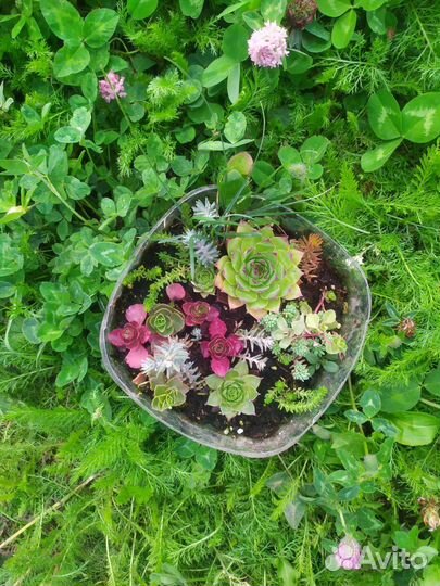 Набор растений для сада, многолетние, почвопокров