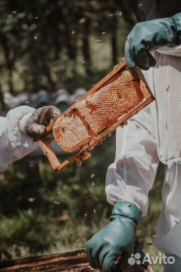 2024 Мёд натуральный алтайский опт