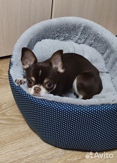 Вязка Чихуахуа mini