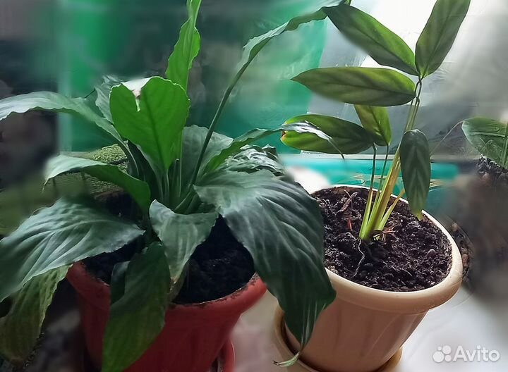 Замиокулькас,Шефлера,Сансевиерия