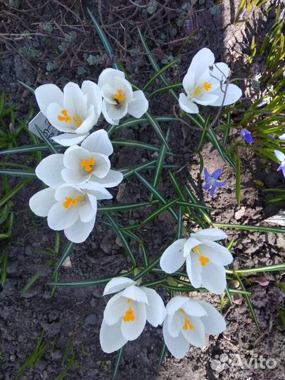 Цветы многолетние для сада