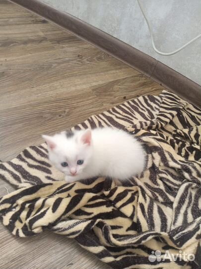 Турецкая ангора