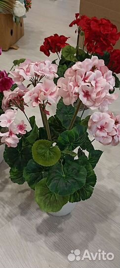 Пеларгония герань