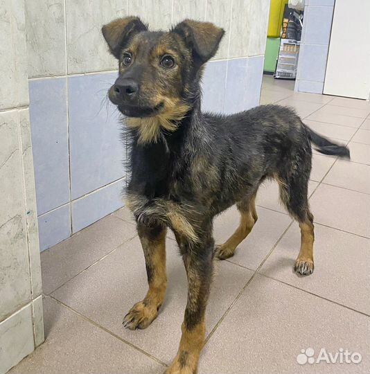 Привитая Рея, щенок, девочка, 4 мес в хорошие руки