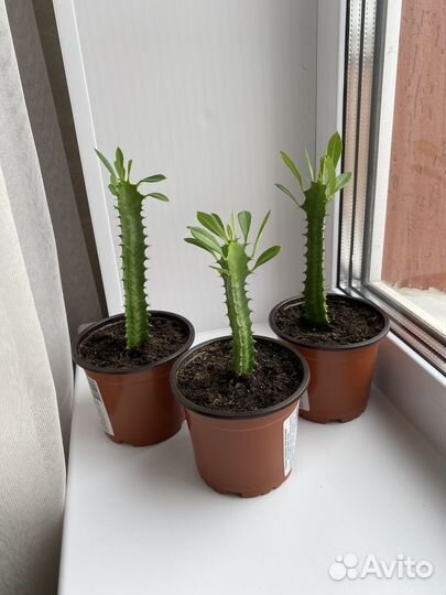 Молочай трехгранный