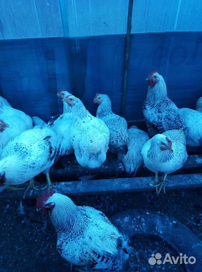 Гуси и подсадные утята, курочки и семья гусей