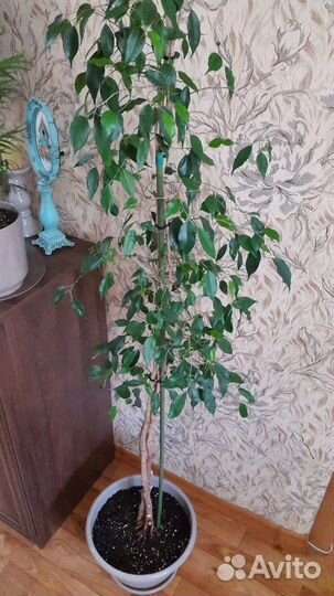 Фикус бенджамина