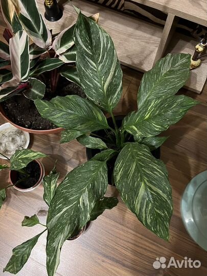 Спатифиллум даймонд