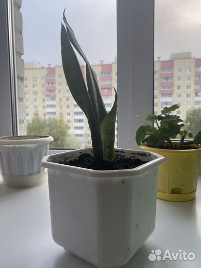 Продам каждый за 200