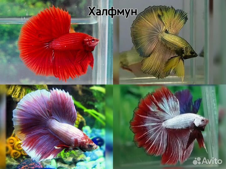 Рыбка петушок халфмун, супердельта, корона вуаль