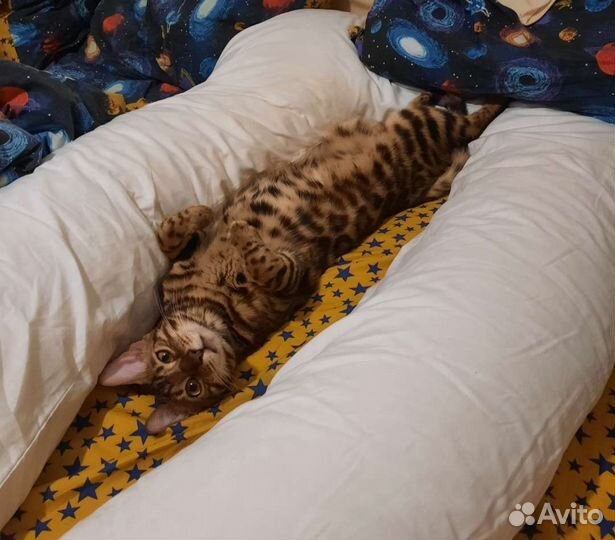 Бенгальский кот