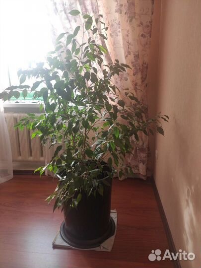 Комнатное растение Фикус бенжамина