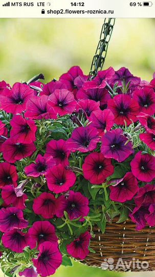 Томаты и сладкий перец рассада