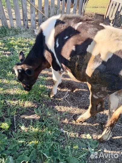 Тёлка 1.2 года