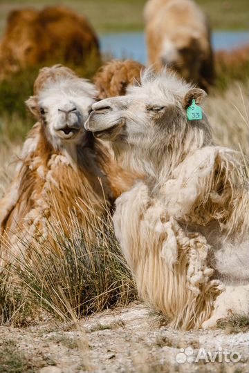 Путешествие на Алтае. 2 дня, 3 ночи