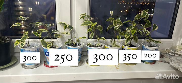 Фикус бенджамина