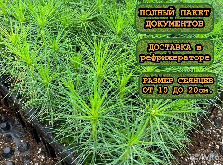 Сеянцы в кассетах зкс ели и сосны