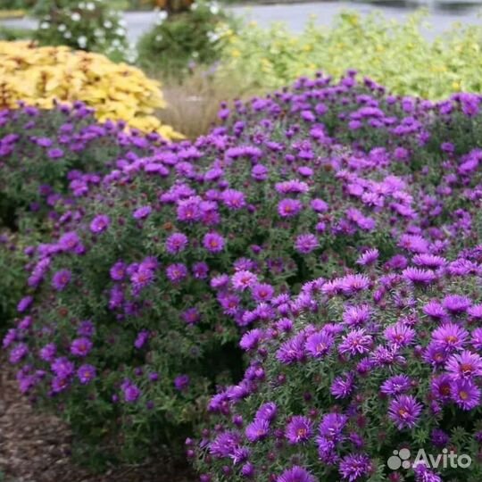 Астра новобельгийская сорта Eree, хризантема