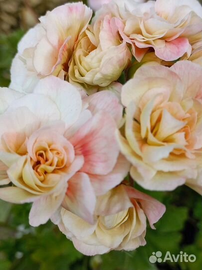 Сортовые пеларгонии