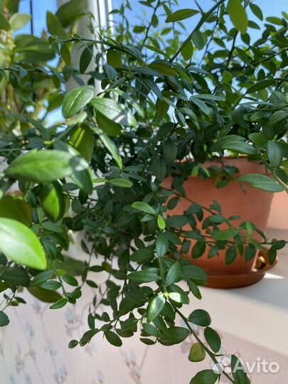 Микроцитрус