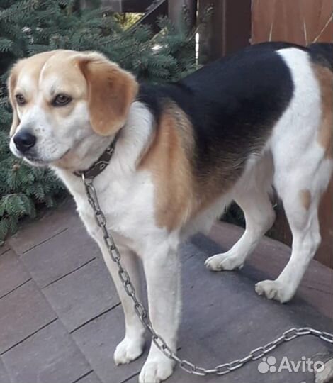 Собачка в добрые руки бесплатно