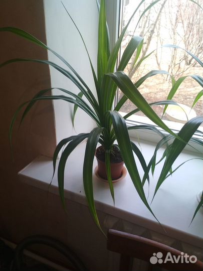 Цветок Пандан (разные)