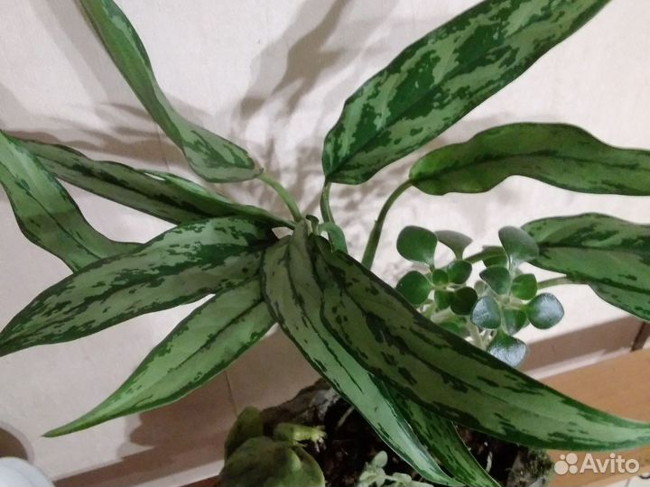 Бонсаи, актуально