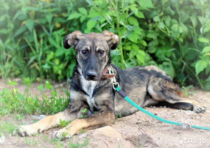 Собака в добрые руки