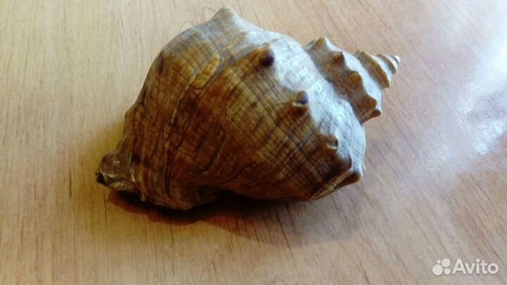 Морская ракушка