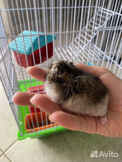 Джунгарский хомяк с клеткой
