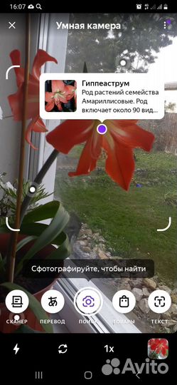 Гиппиаструм