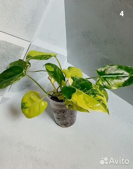 Филодендрон Бурле Маркс