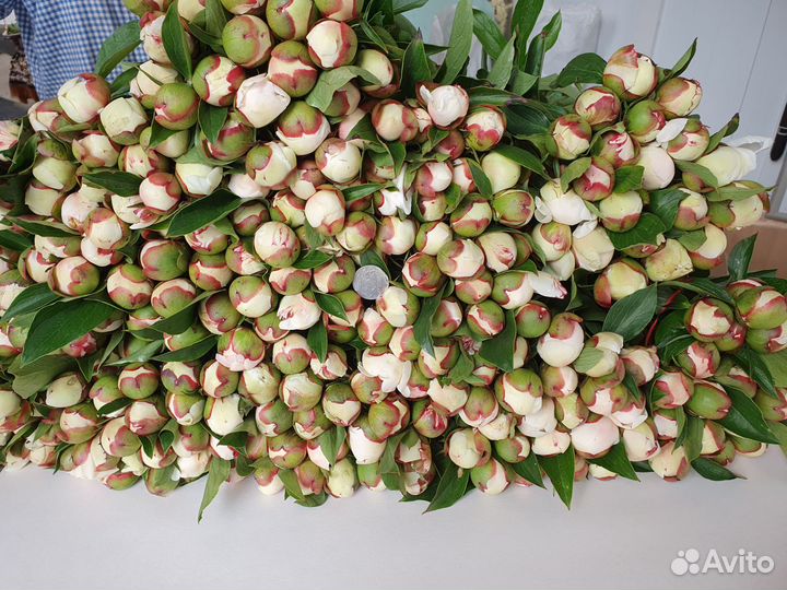 Корни пиона В контейнере Осенньяя посадка