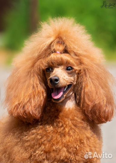 Пудель вязка