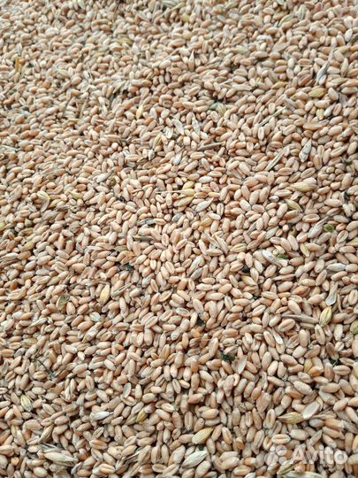 Пшеница яровая