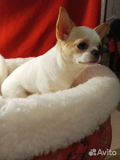 Чихуахуа девочка