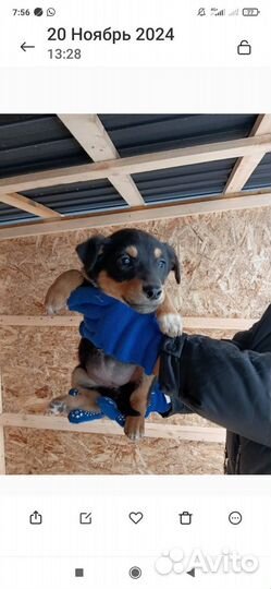 Малышка ищет дом