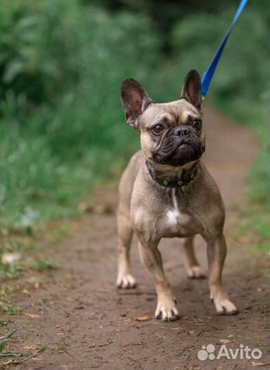 Французский бульдог бесплатно
