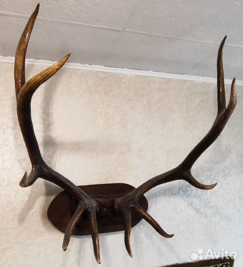 Рога изюбра