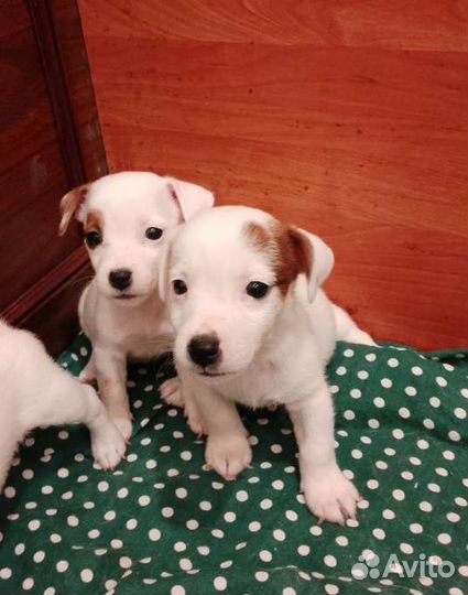 Щенки джек Рассел терьер