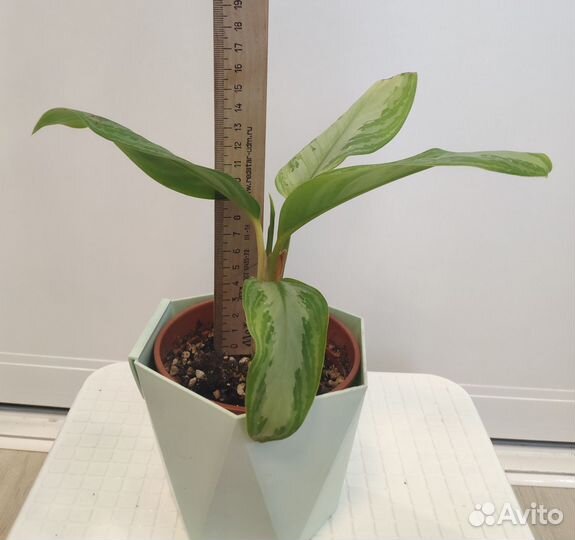 Аглаонема Сильвер Бей