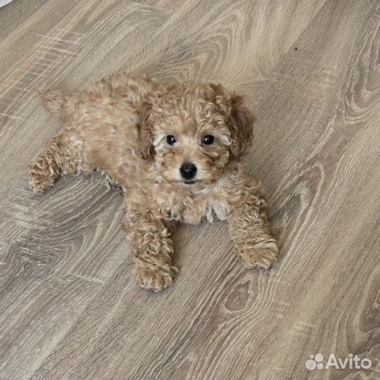 Щенки той пуделя