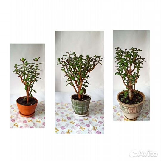 Толстянка дерево